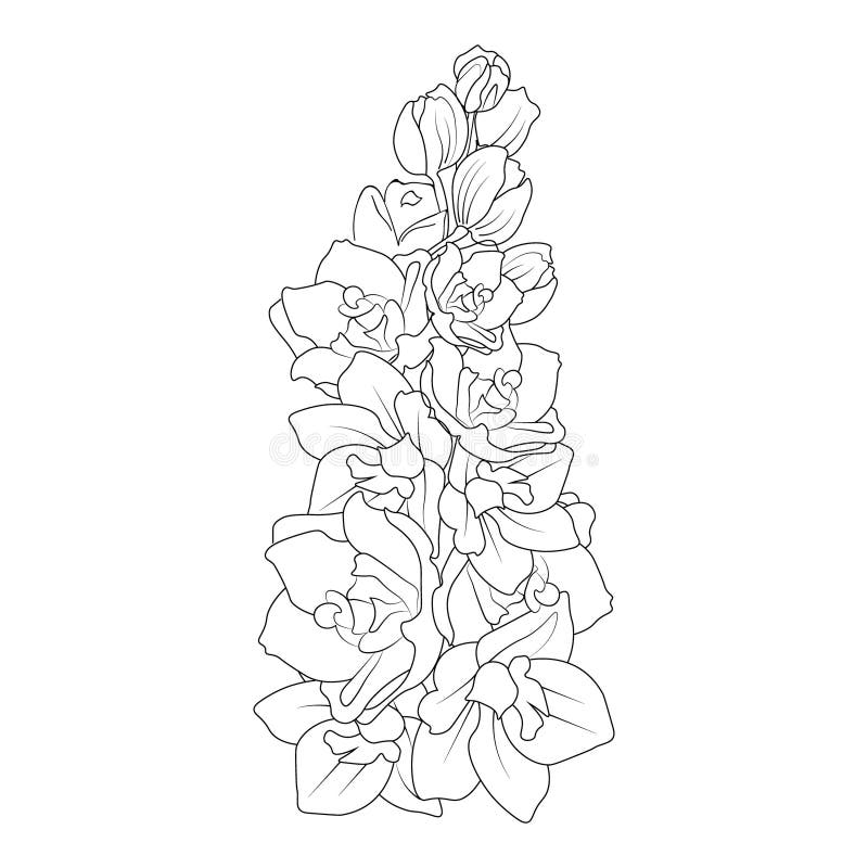 Delphinium flower coloring page for adults realistic flower coloring pages vintage floral vector illustration stock vector