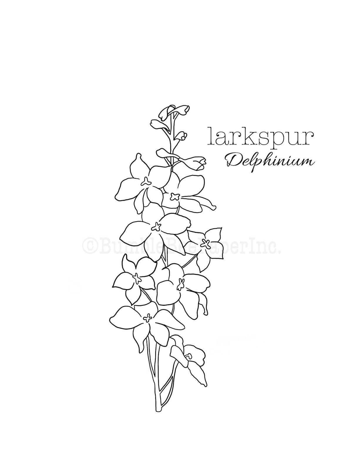 Larkspur delphinium coloring pagewall art