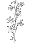 Larkspur coloring pages free coloring pages