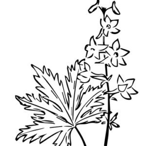 Larkspur coloring pages printable for free download