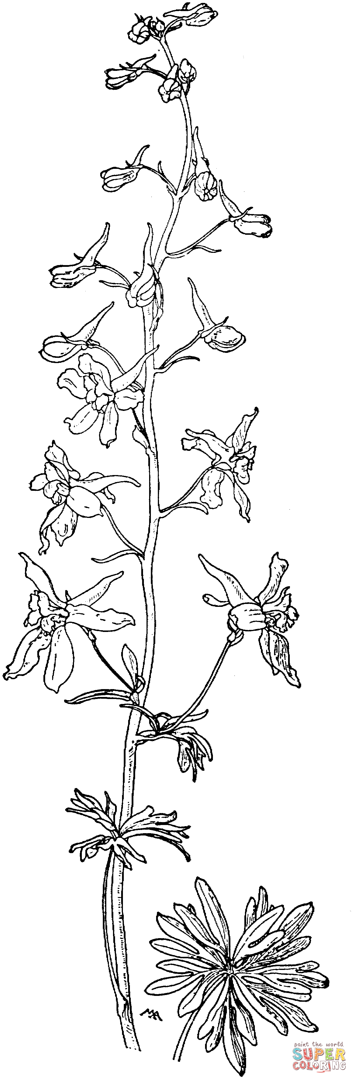 Delphinium bicolor or little larkspur or low larkspur coloring page free printable coloring pages