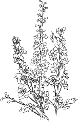 Delphinium coloring page supercoloring floral tattoo sleeve delphinium tattoo flower drawing