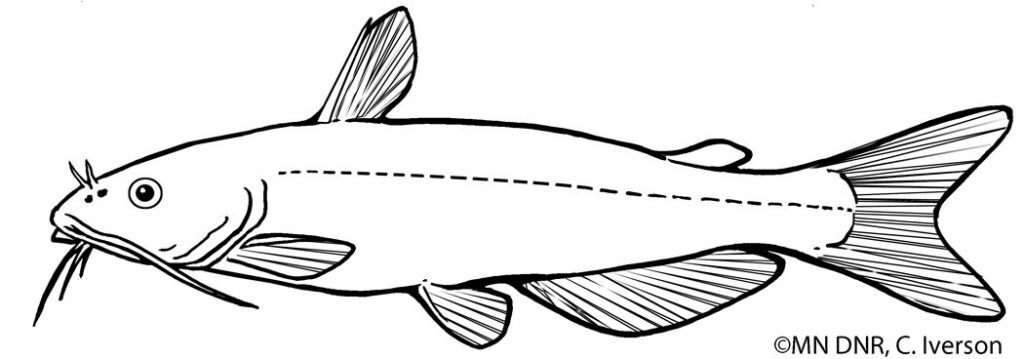 Coloring pages great lakes aquarium