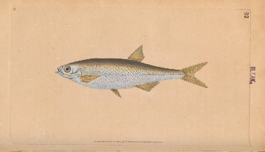 Mon bleak alburnus alburnus illustration fish best