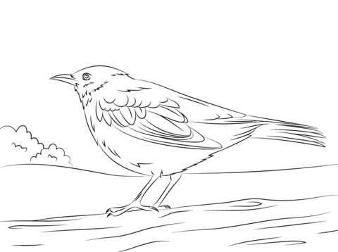 Mon blackbird coloring page free printable coloring pages