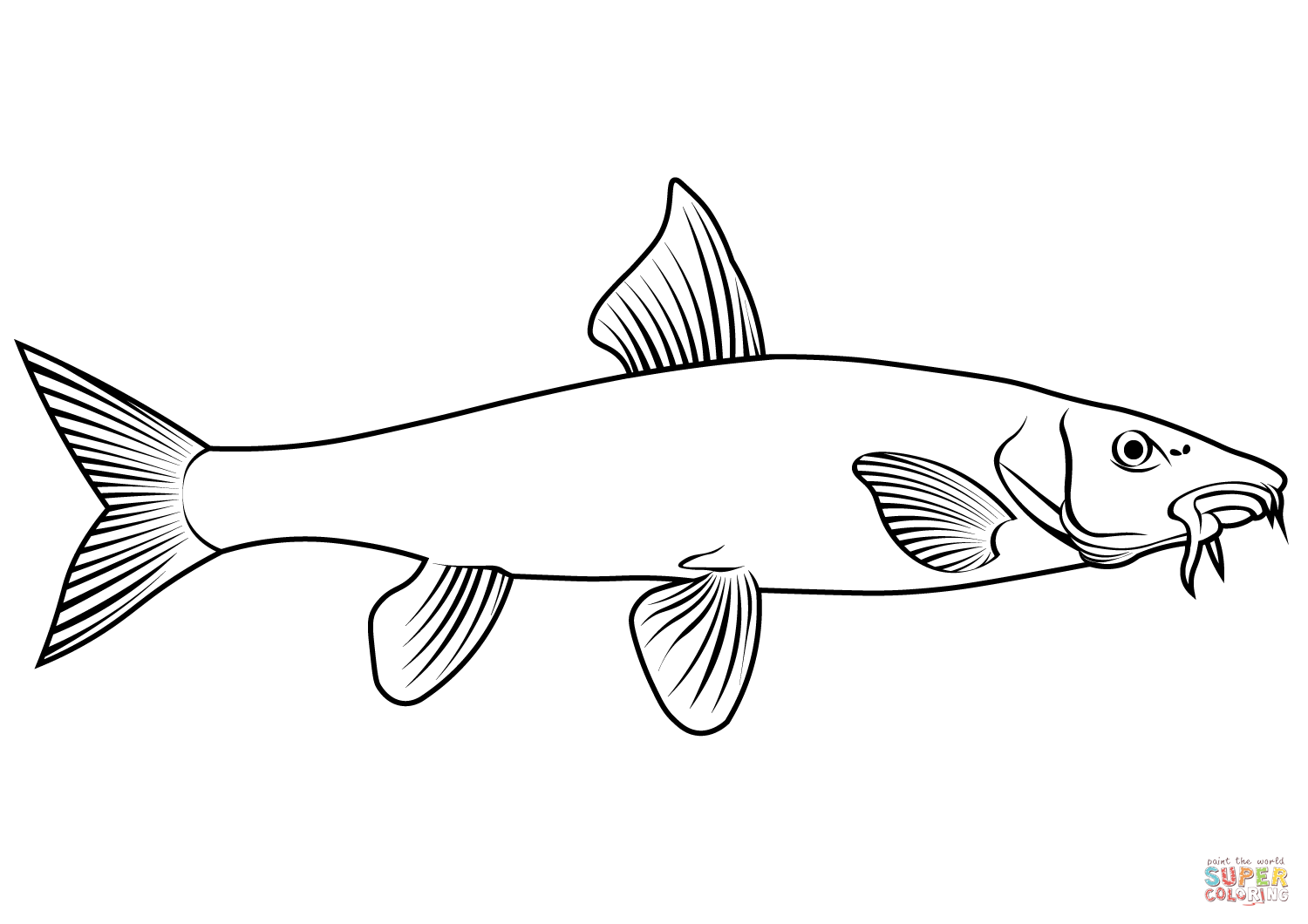 Mon barbel barbus barbus coloring page free printable coloring pages