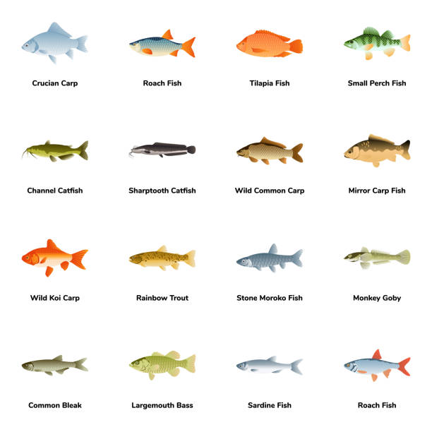 Goby fish stock illustrations royalty