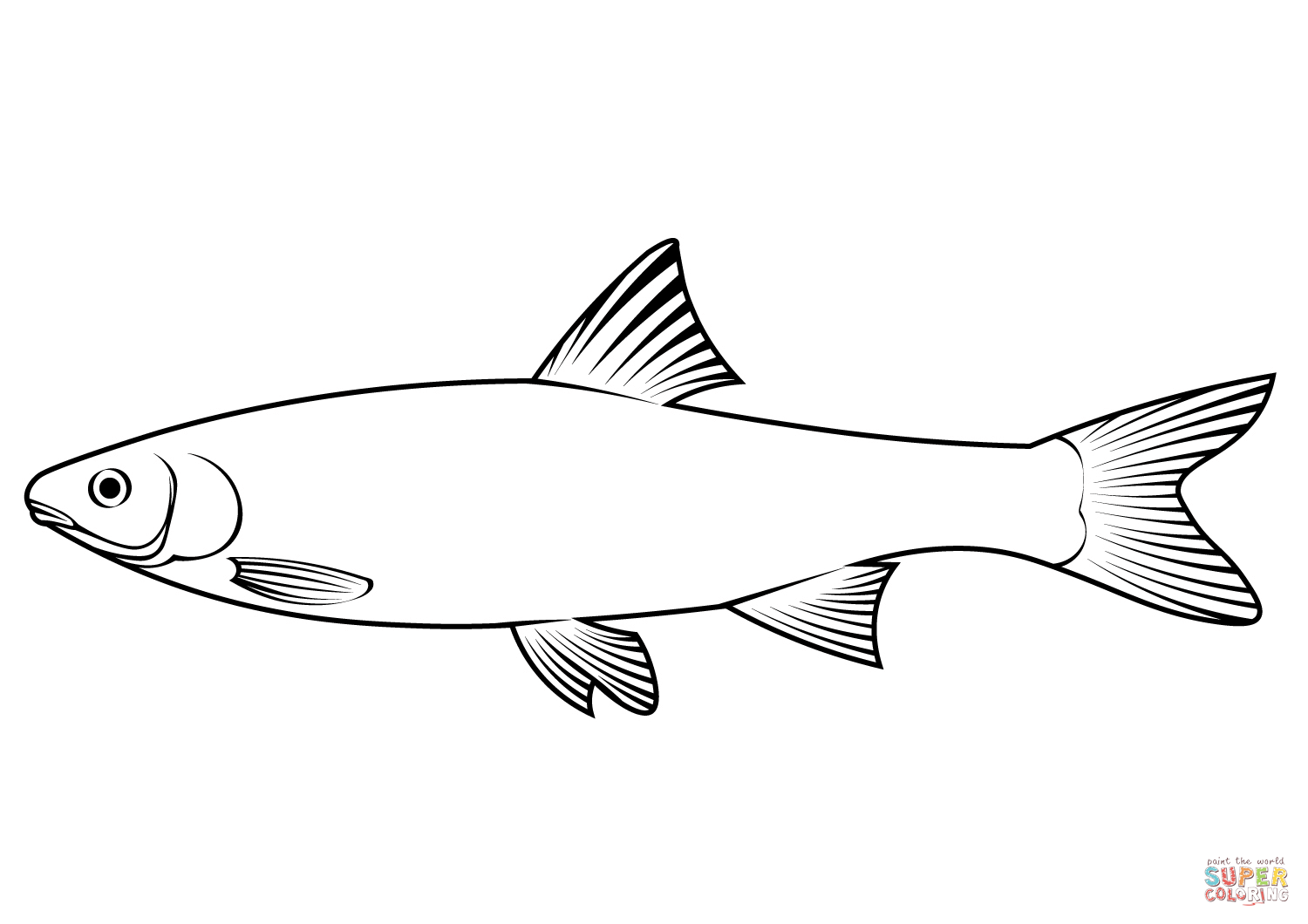 Mon dace leuciscus leuciscus coloring page free printable coloring pages