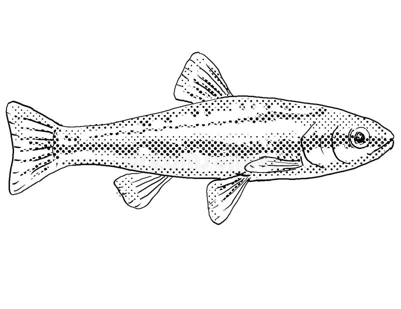 Fish dace stock illustrations â fish dace stock illustrations vectors clipart