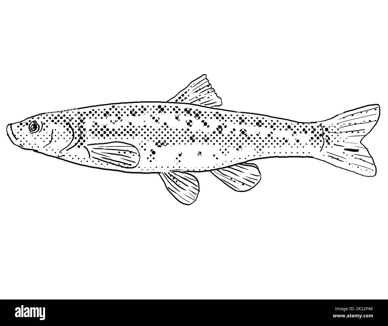 Dace fish black and white stock photos images