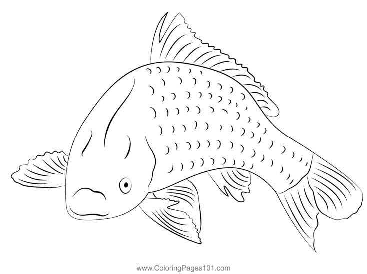 Fish mon carp fish coloring page fish coloring page mon carp coloring pages