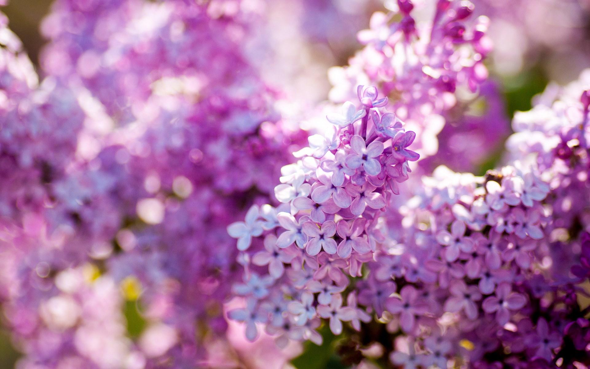 Lilac flower wallpapers