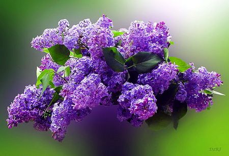 Love of lilacs