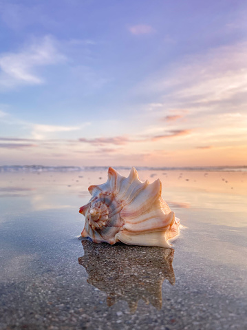 Download Free 100 + conch shell wallpaper