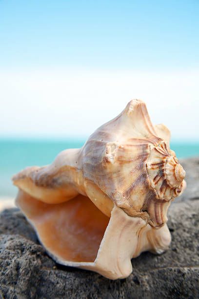 Download Free 100 + conch shell wallpaper