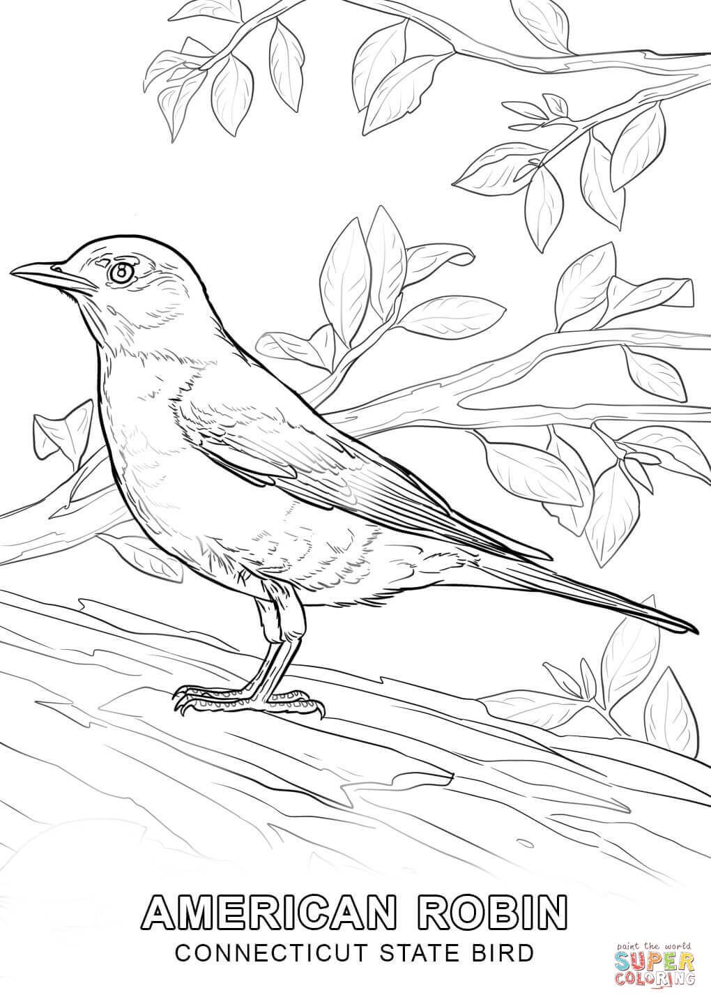 Connecticut state bird coloring page free printable coloring pages