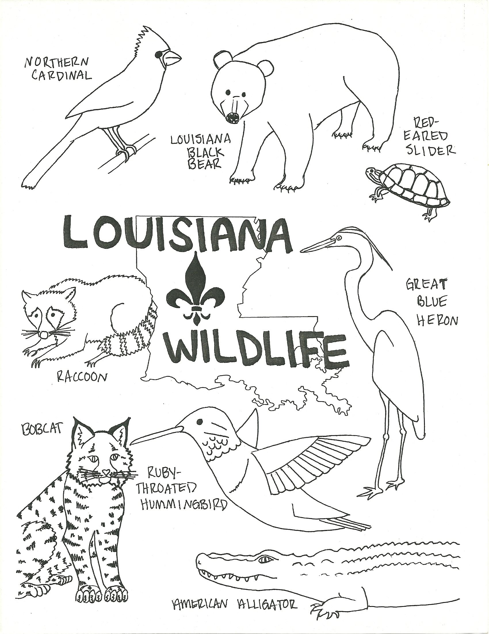 Louisiana wildlife coloring page flag coloring pages kindergarten worksheets louisiana