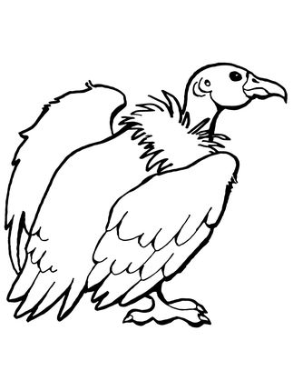 California condor coloring page supercoloring zoo animal coloring pages bird coloring pages animal coloring pages