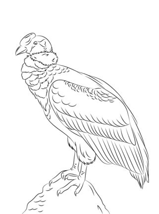 Perched andean condor coloring page supercoloring andean condor coloring pages cartoon coloring pages