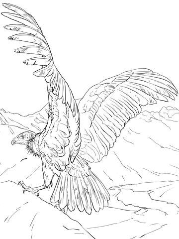 Andean condor coloring page free printable coloring pages