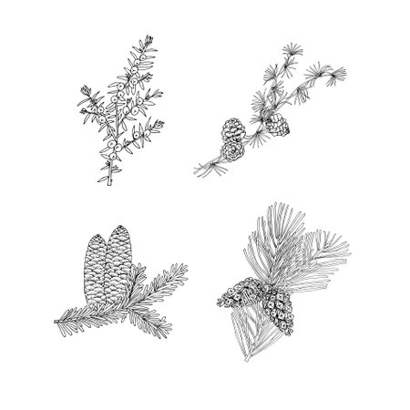 Larch juniper pine fir monochrome sketch set art design element hand drawn ink botanical conifer branch stock vector illustration for web for print for coloring page