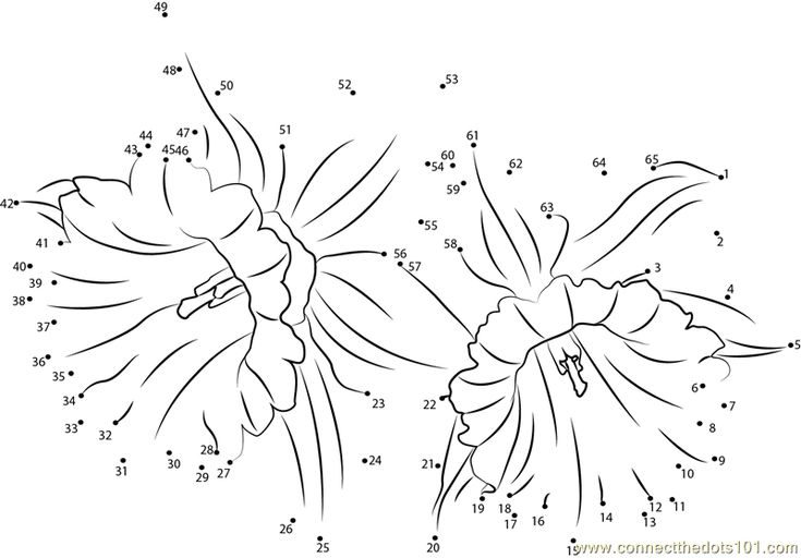 Daffodil flower connect the dots worksheet owl colorg pages daffodil flower dots