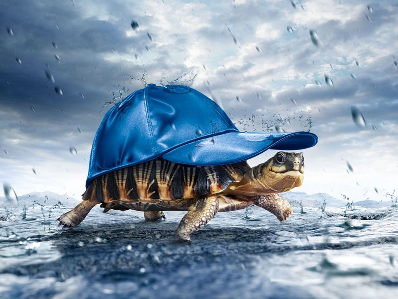 Download Free 100 + cool turtle