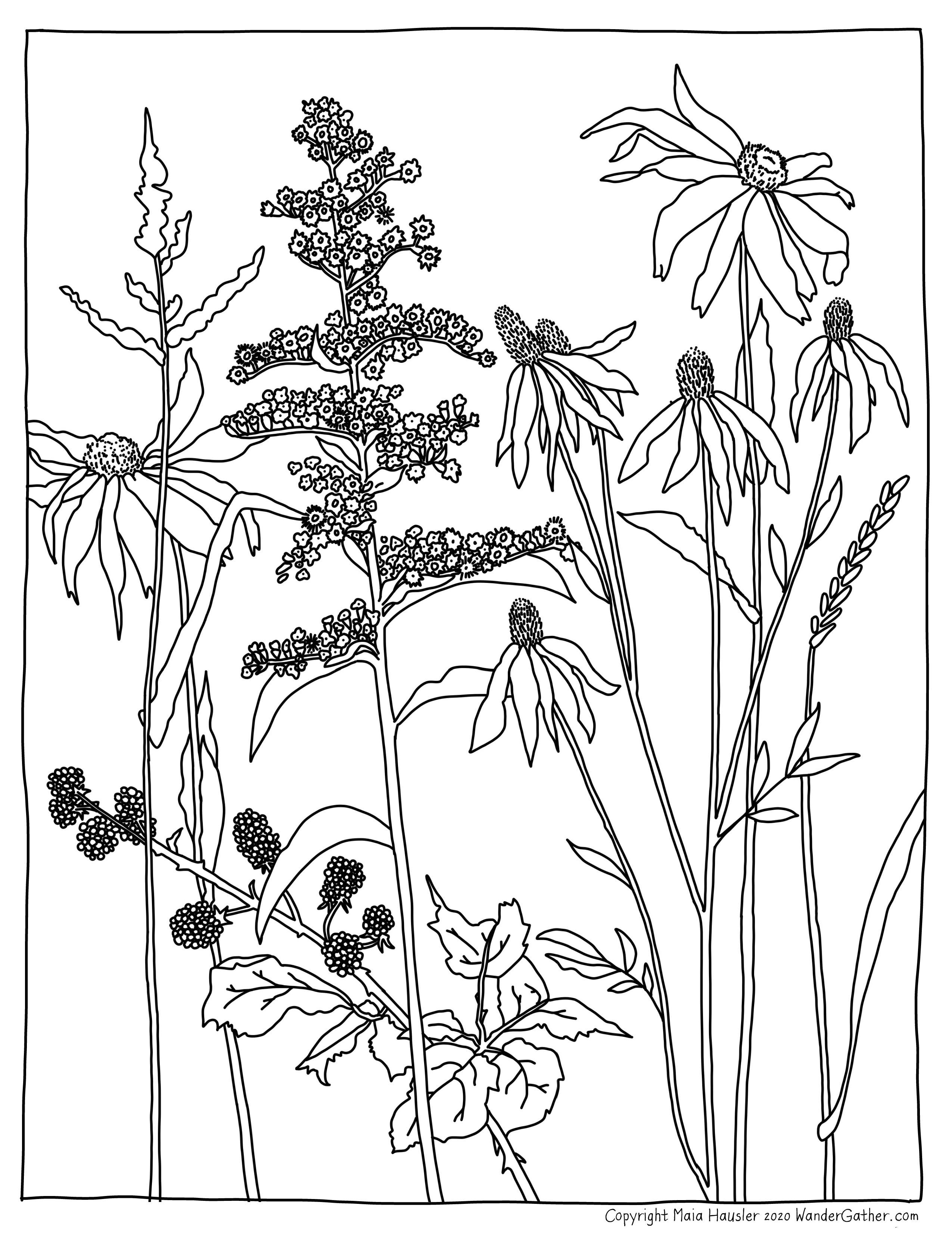 Coloring pages â maia hausler illustration