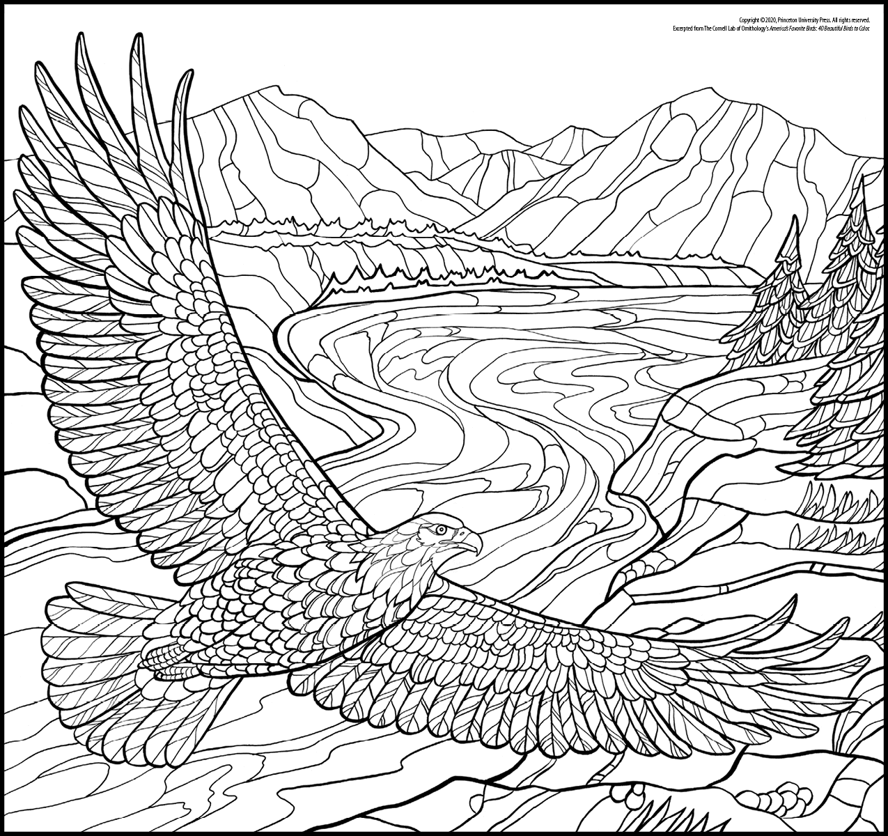 Coloring page free downloads â cornell lab publishing group