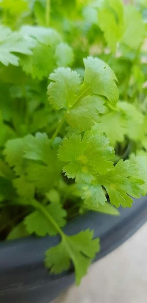 Green Dried Coriander Seeds, For Cooking at Rs 95/kilogram in Lucknow | ID:  21775272191