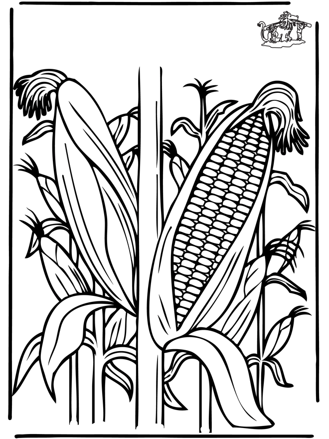 Corn