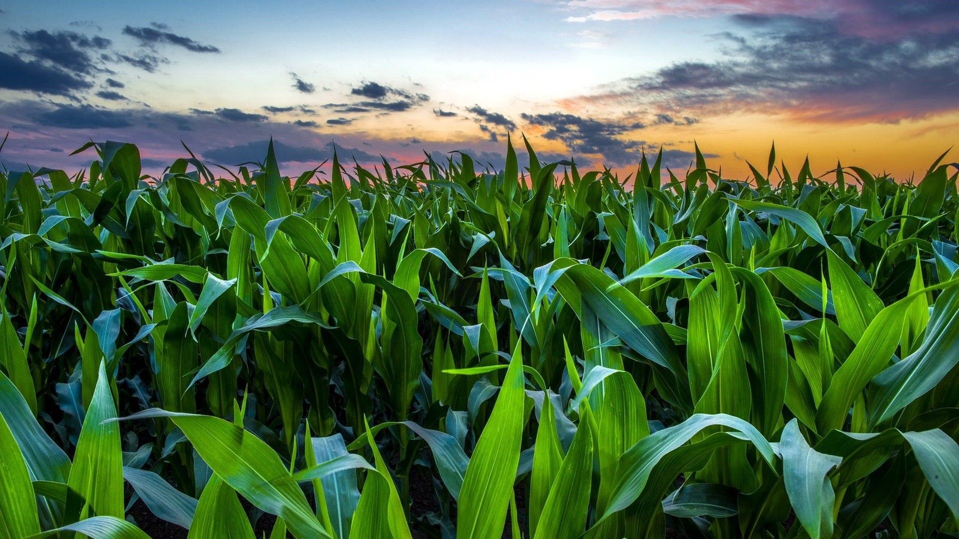 Corn field wallpapers