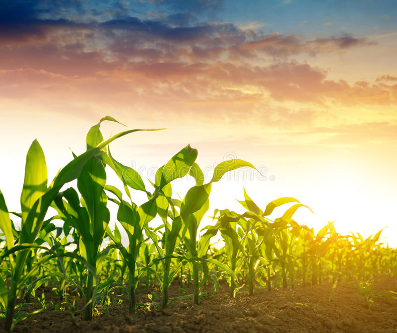 Corn field stock photos