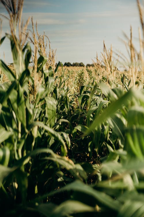 Corn field photos download free corn field stock photos hd images