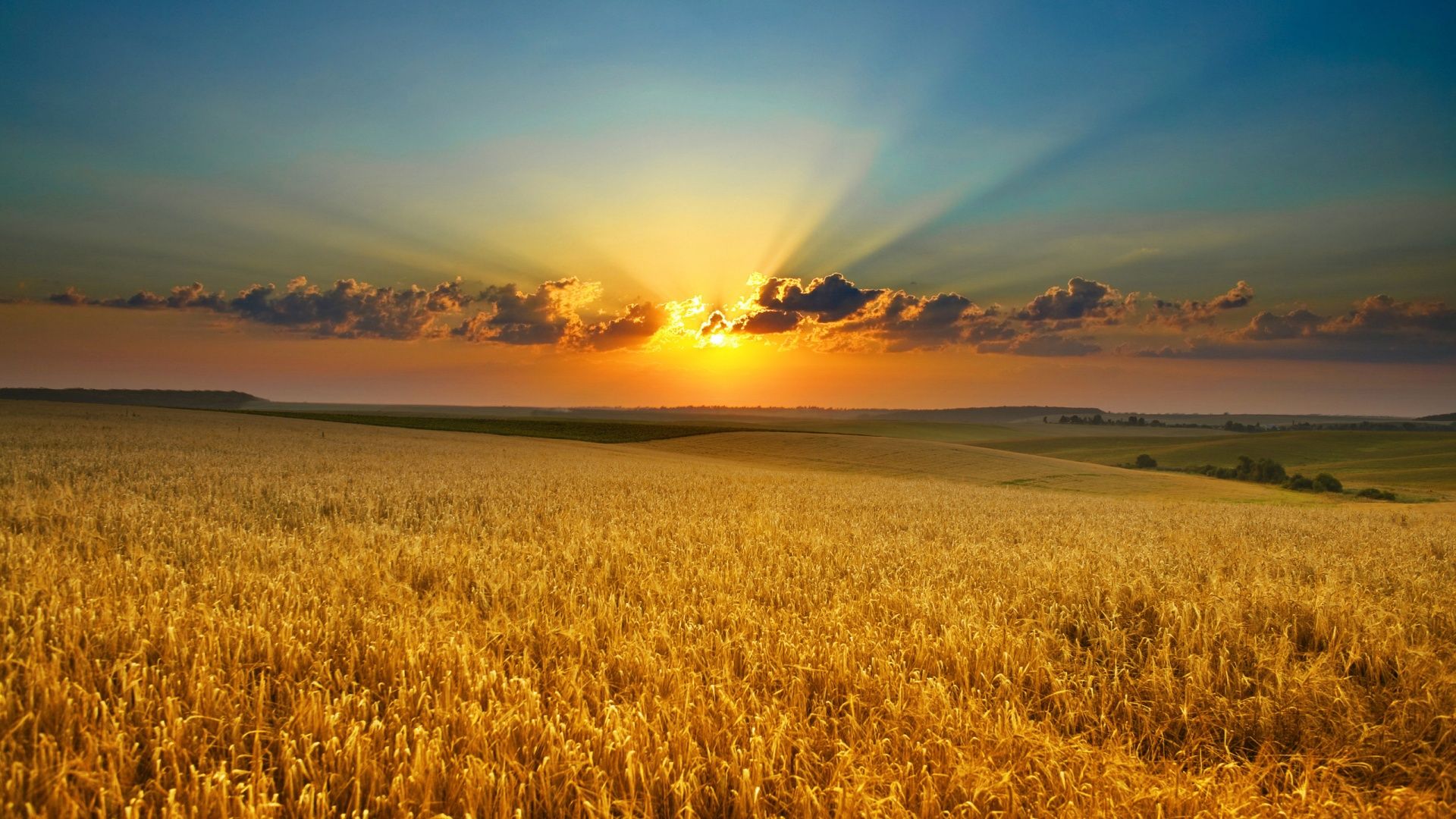 Summer evening cornfield sunset wallpaper landscape photography hd nature wallpapers