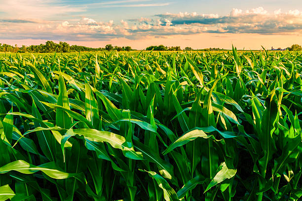 Corn field stock photos pictures royalty