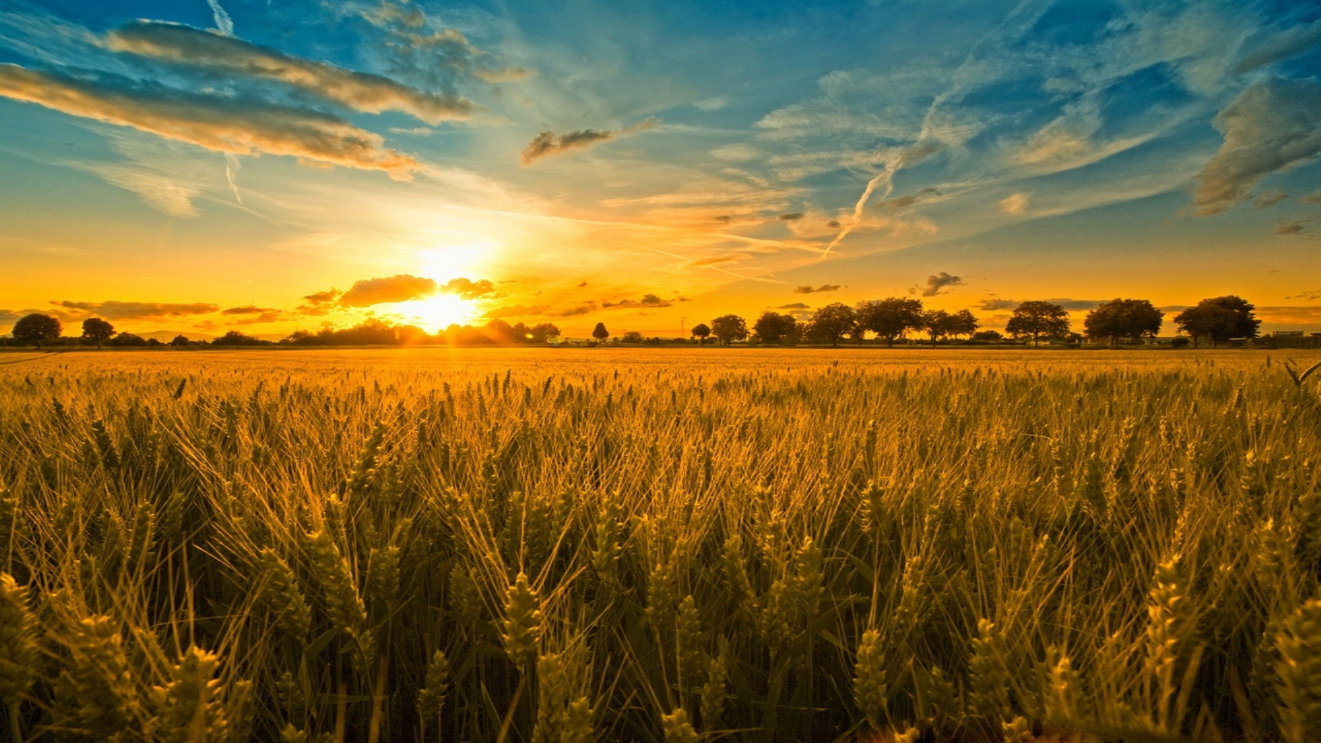 Cornfield hd papers and backgrounds