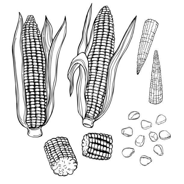 Corn husk stock illustrations royalty