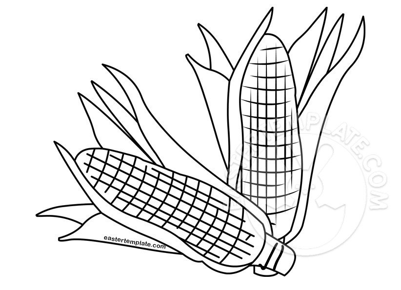 Corn cobs