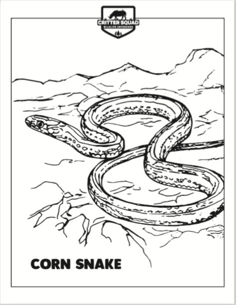 Corn snake coloring page