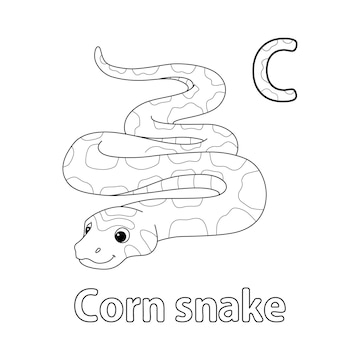 Premium vector corn snake alphabet abc isolated coloring page c