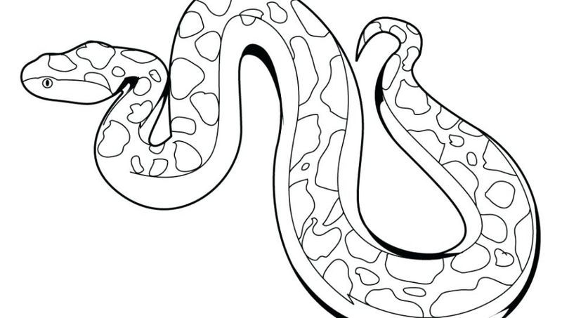 Pin en animal coloring pages