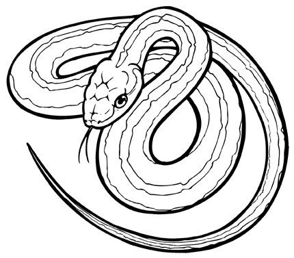 Basic pose for my corn snake design snake coloring pages snake drawing animal coloring pages