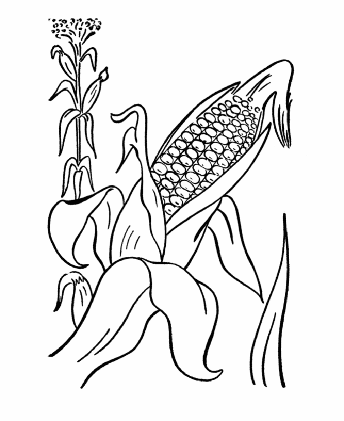 Corn coloring pages