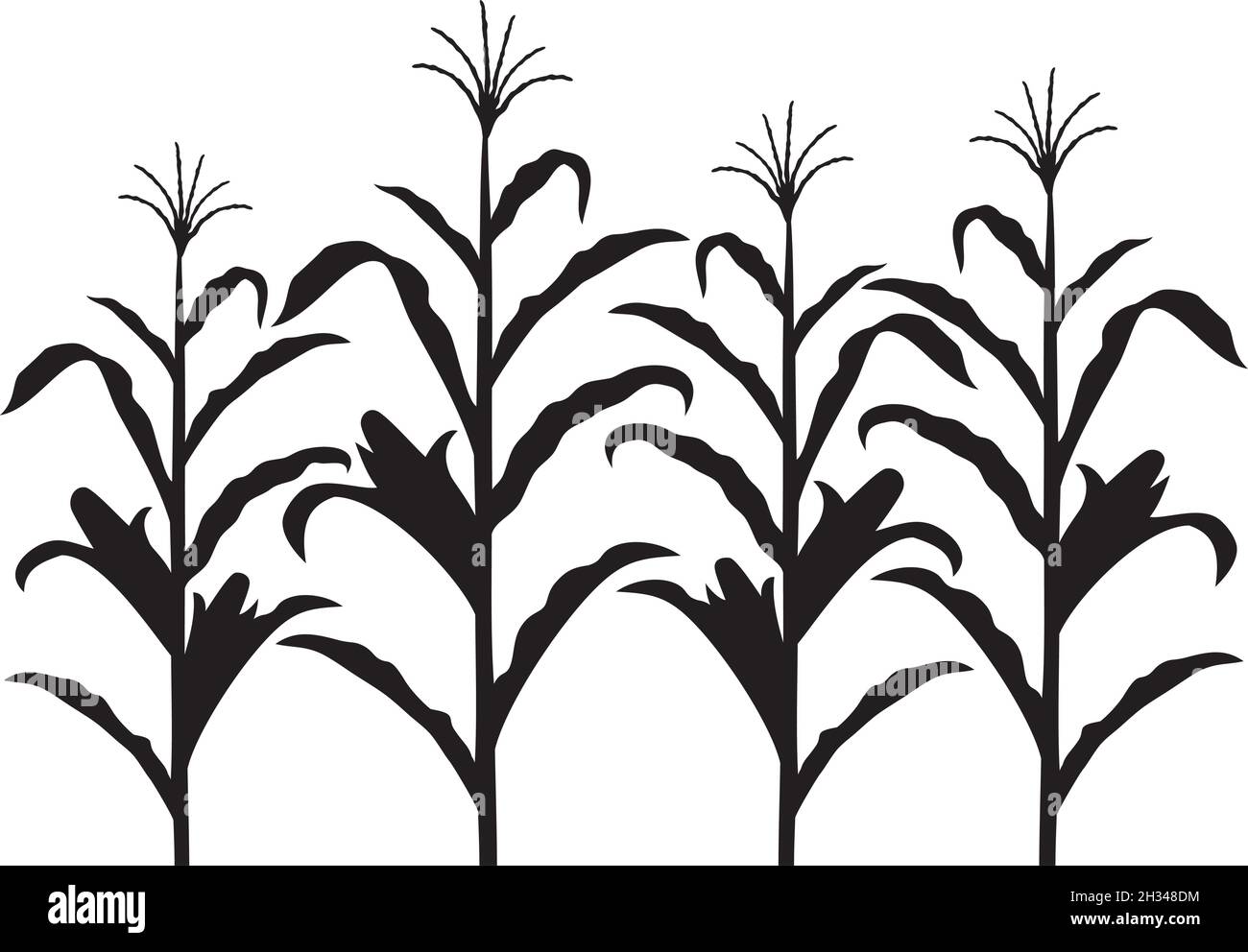 Maize stalk cut out stock images pictures