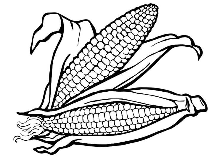 Coloring page corn