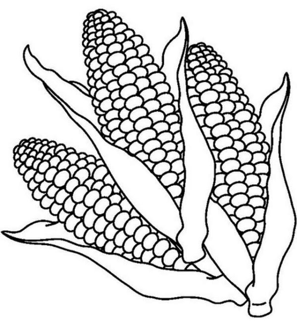 Corn coloring pages printable pdf