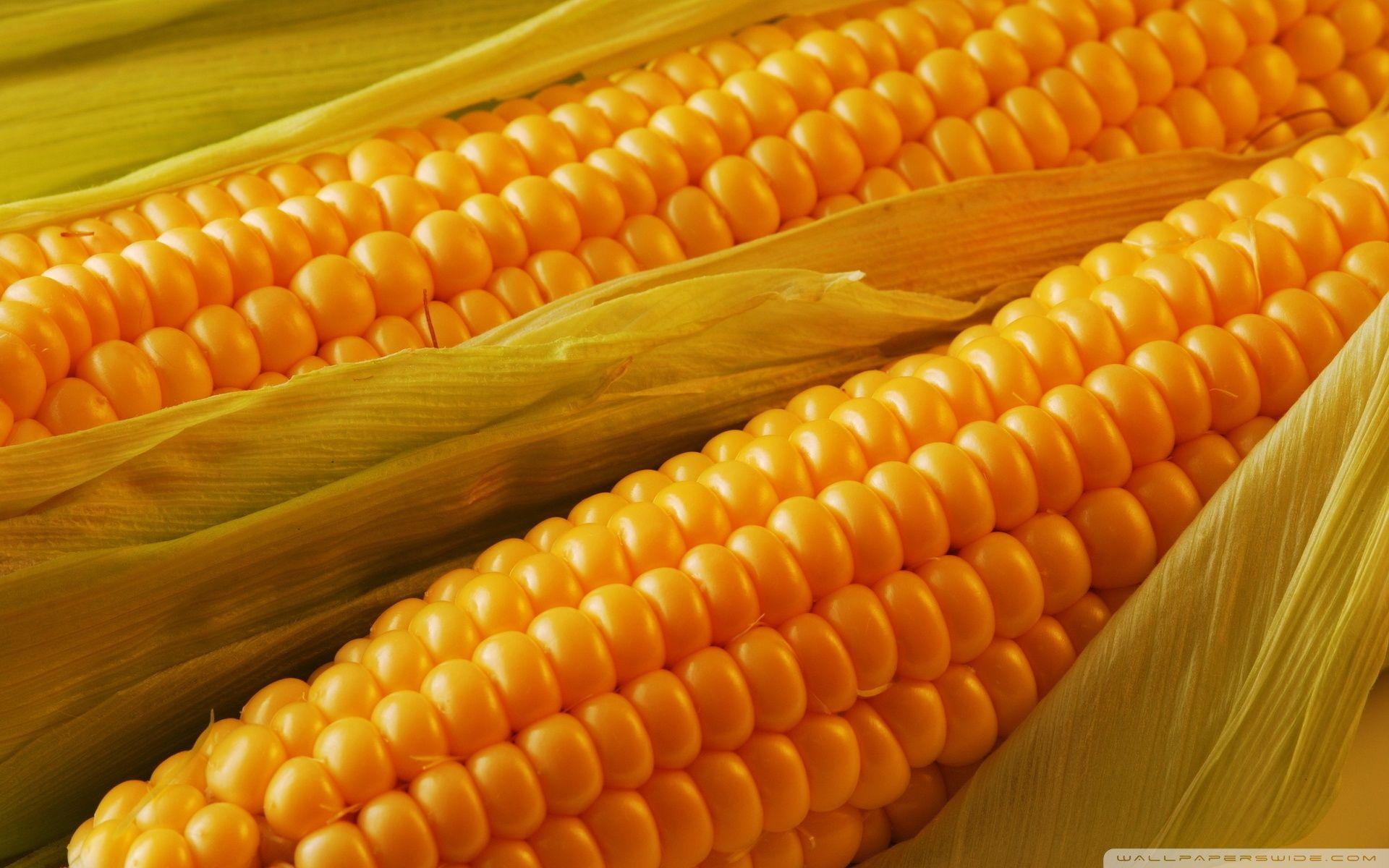 Corn on the cob wallpapers