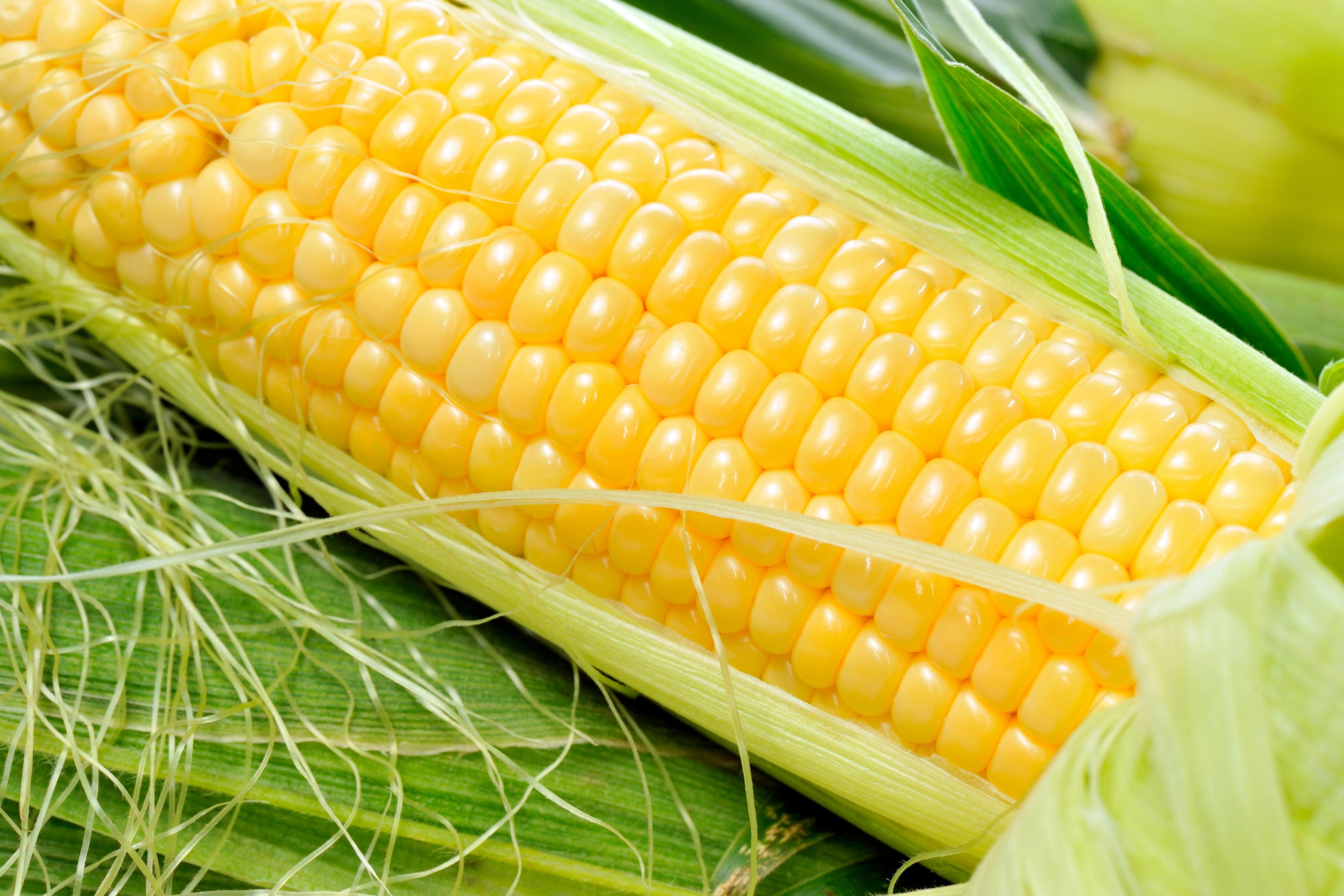 K corn papers background images