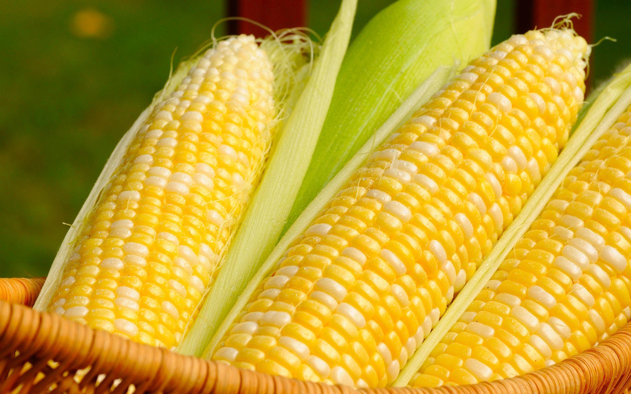 Corn desktop wallpapers